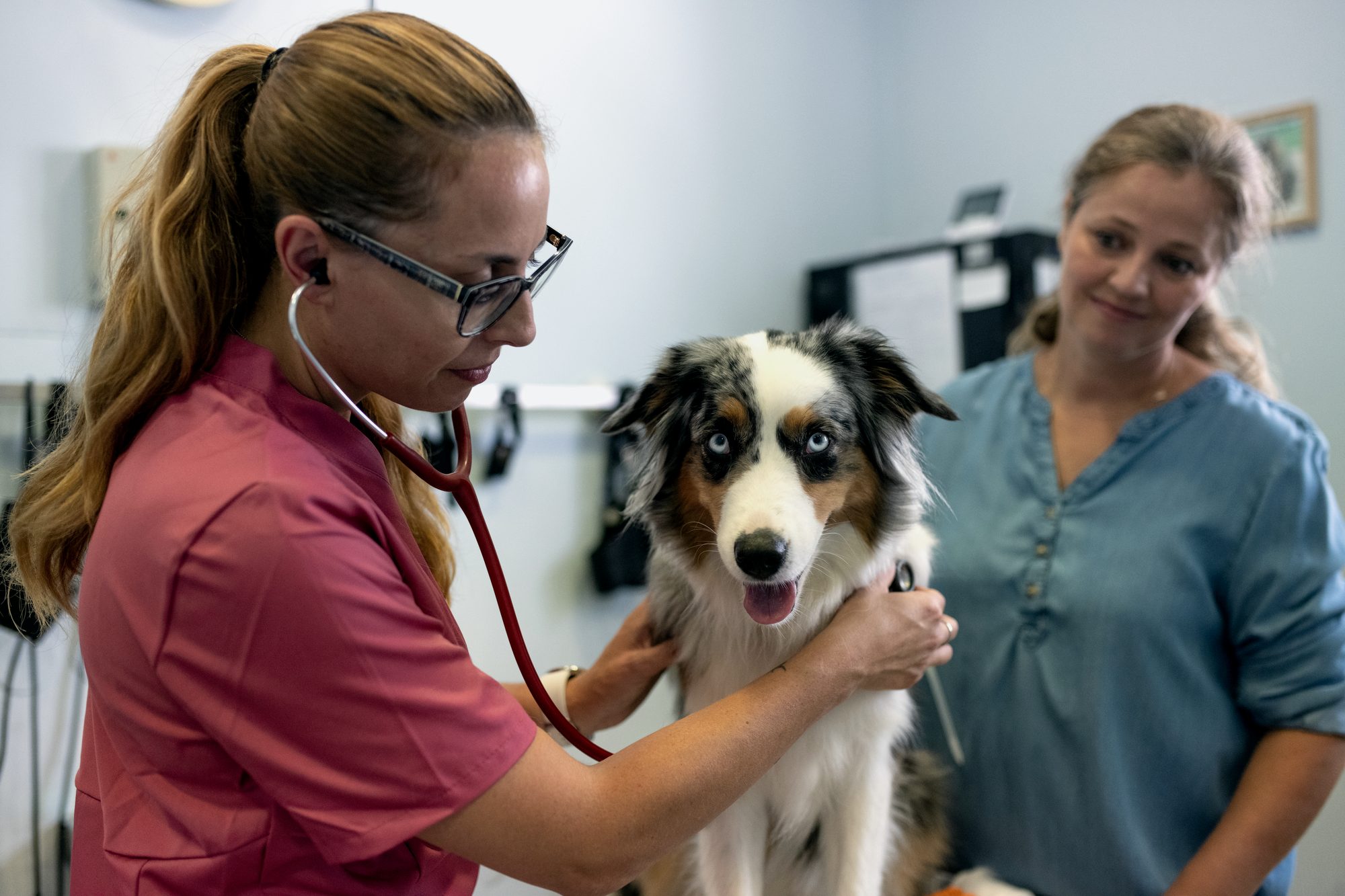 Veterinarian examining a dog with owner present
