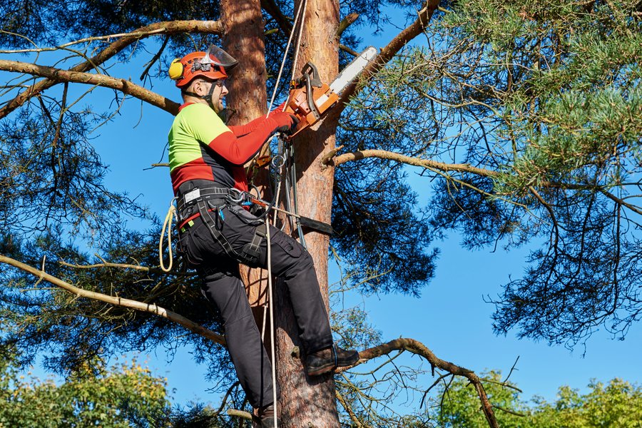Tree care professional at work, representing home services and contractors