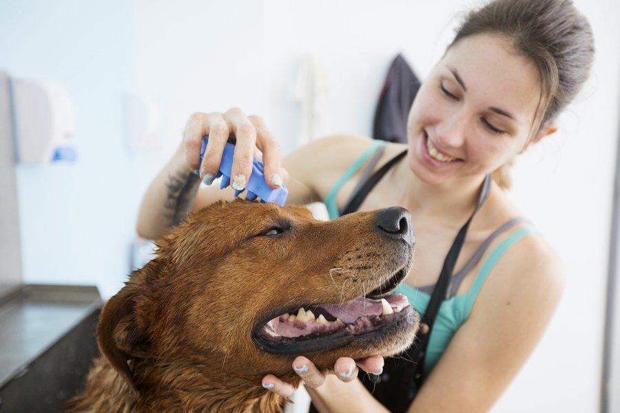 Dog being groomed, representing pet care and family services